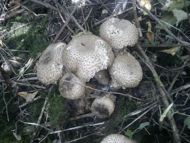 pečiarka trsovitá Agaricus bohusii Bon