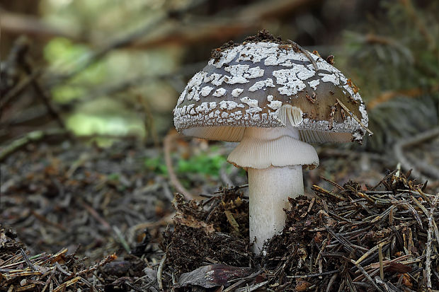 muchotrávka hrubá Amanita excelsa (Fr.) Bertill.