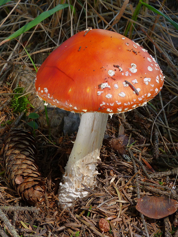 muchotrávka červená Amanita muscaria (L.) Lam.