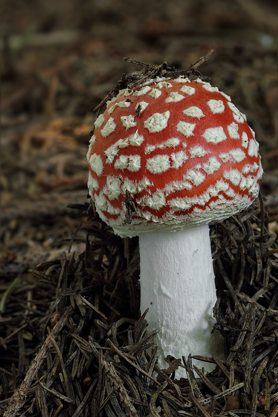 muchotrávka červená Amanita muscaria (L.) Lam.