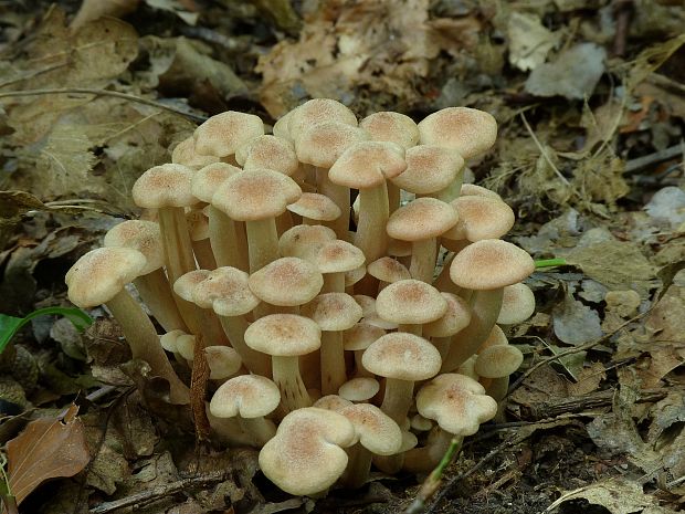 podpňovka bezprsteňová Armillaria socialis (DC.) Fayod