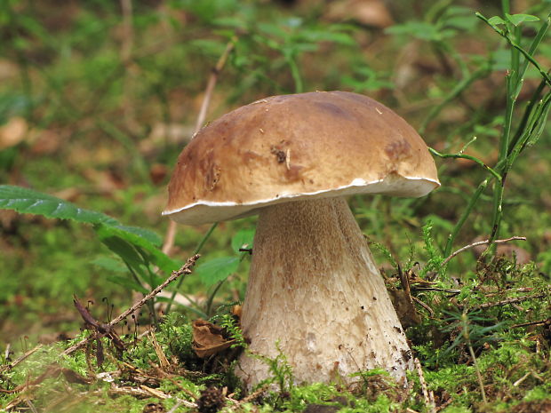 hríb smrekový Boletus edulis Bull.