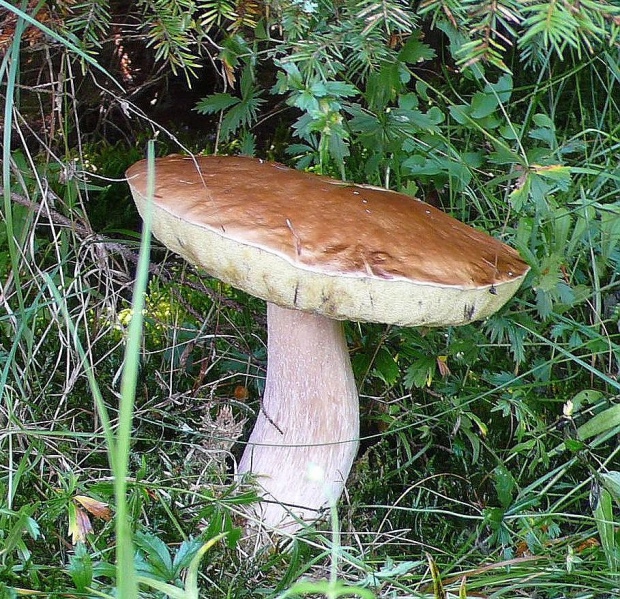 hríb smrekový Boletus edulis Bull.