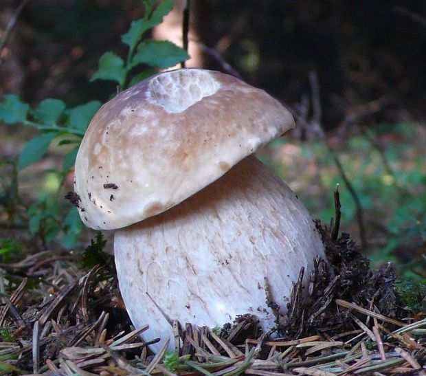 hríb smrekový Boletus edulis Bull.