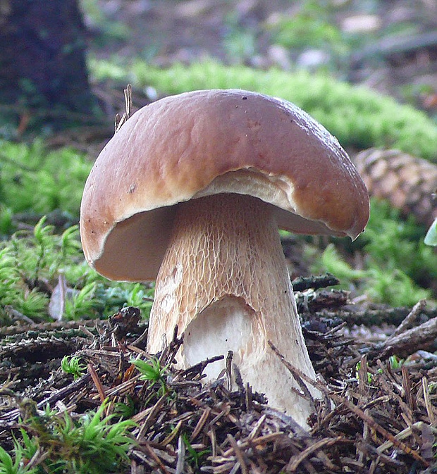 hríb smrekový Boletus edulis Bull.