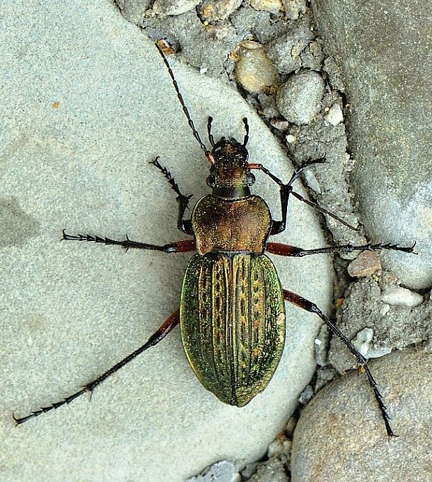 bystruška medená Carabus cancellatus