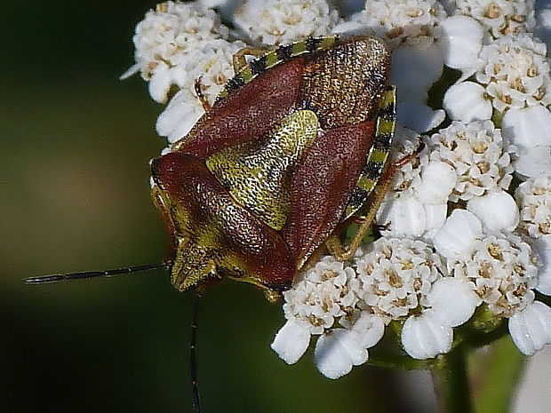 bzdocha menivá Carpocoris pudicus