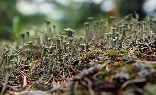 dutohlávka Cladonia sp.