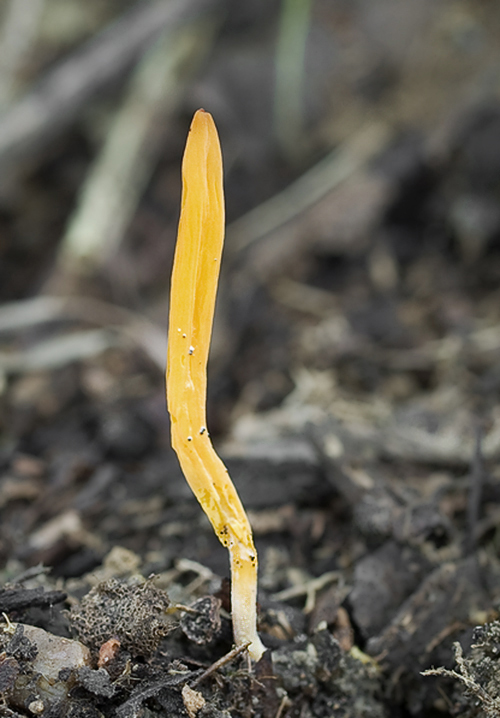 pakonárovka Clavulinopsis sp.