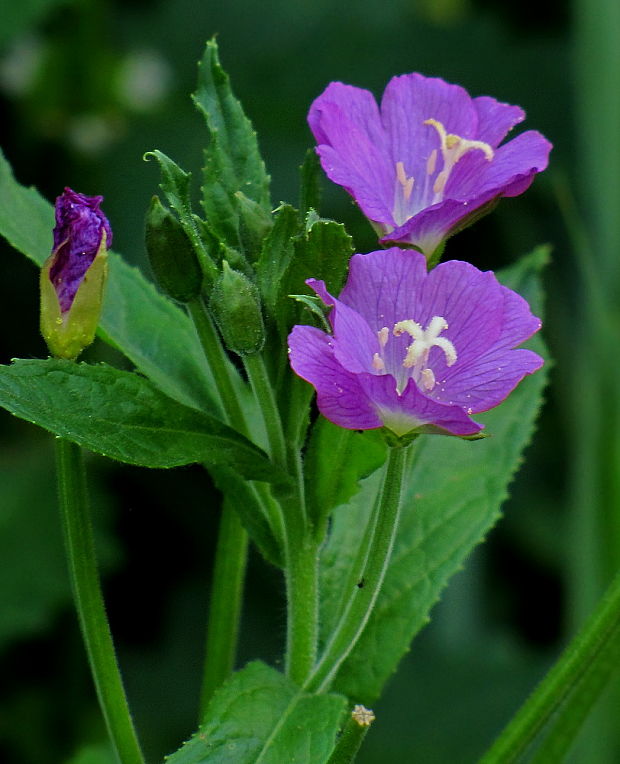 vŕbovka Epilobium sp.