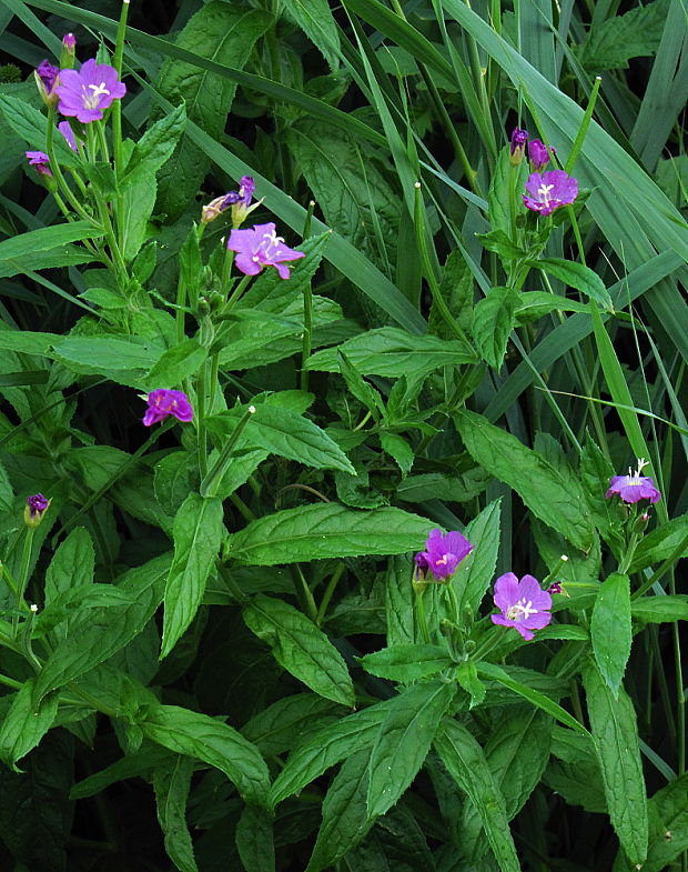 vŕbovka Epilobium sp.