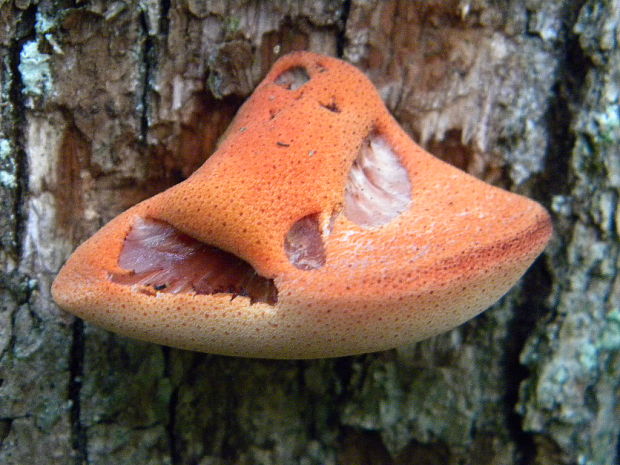 pečeňovec dubový Fistulina hepatica (Schaeff.) With.