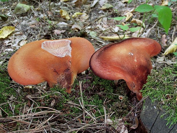 pečeňovec dubový Fistulina hepatica (Schaeff.) With.