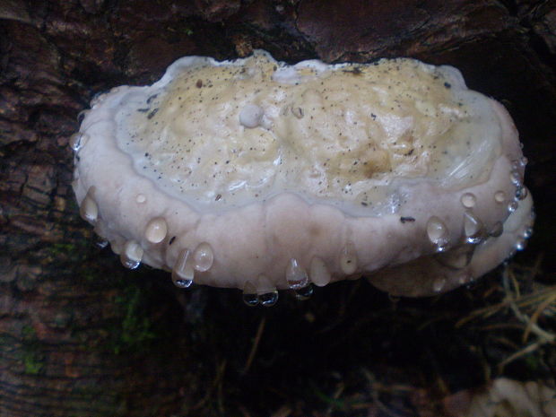 práchnovček Fomitopsis sp.