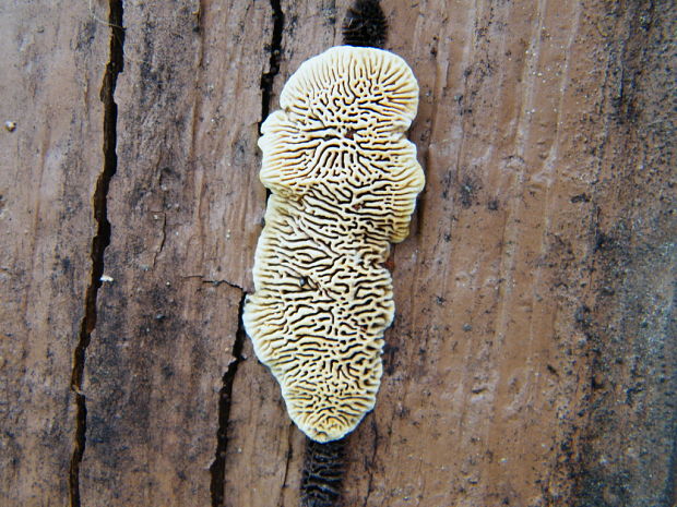 trámovka plotová Gloeophyllum sepiarium (Wulfen) P. Karst.