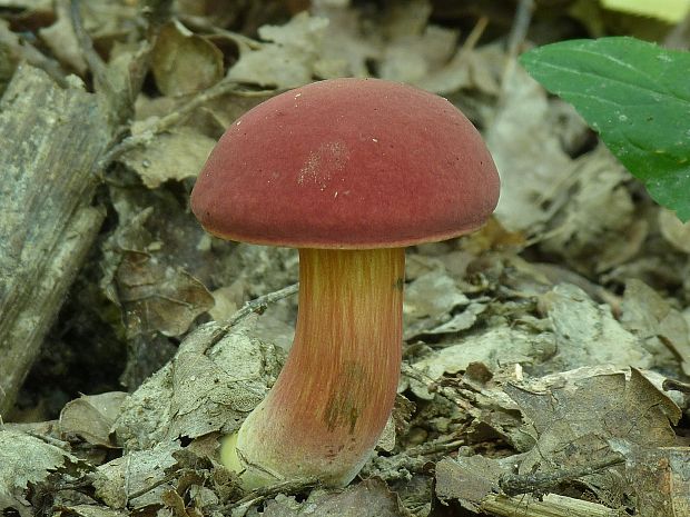 suchohríb karmínový Hortiboletus rubellus (Krombh.) Simonini, Vizzini & Gelardi