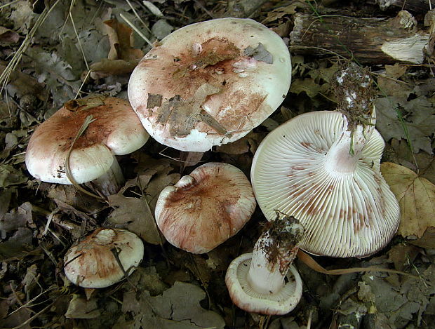 šťavnačka plávkovitá Hygrophorus russula (Schaeff.) Kauffman