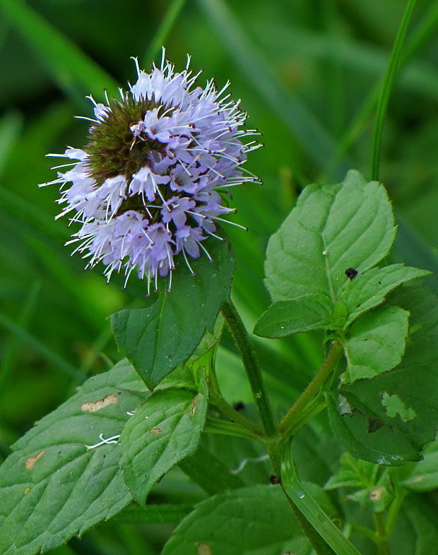 mäta vodná Mentha aquatica L.