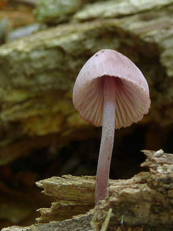 prilbička krvavomliečna Mycena haematopus (Pers.) P. Kumm.