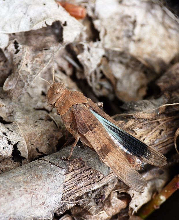 koník modrokrídly Oedipoda caerulescens