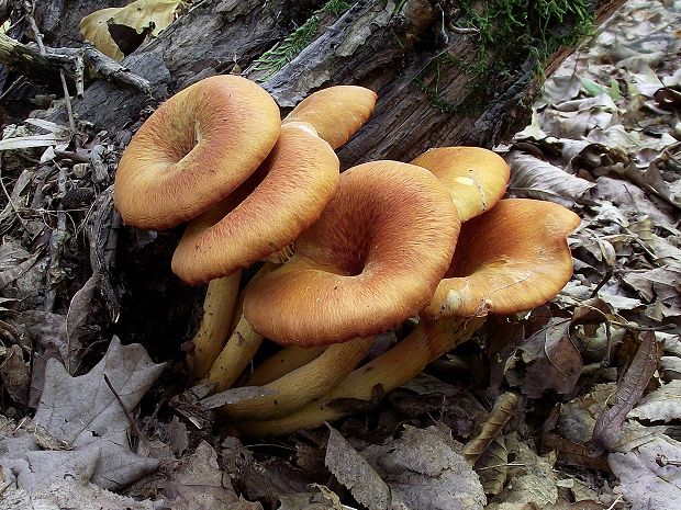 kališník hnedooranžový Omphalotus olearius (DC.) Singer