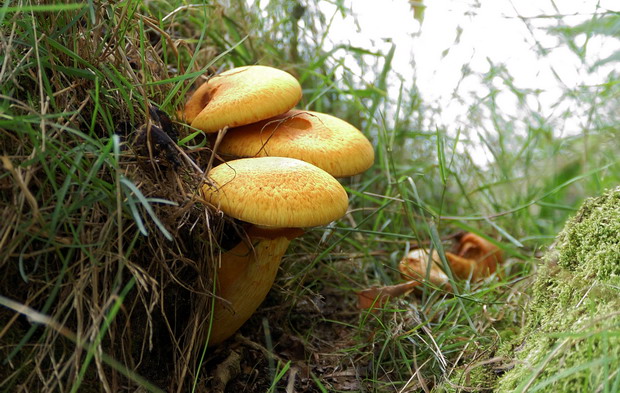 šupinovka Pholiota sp.