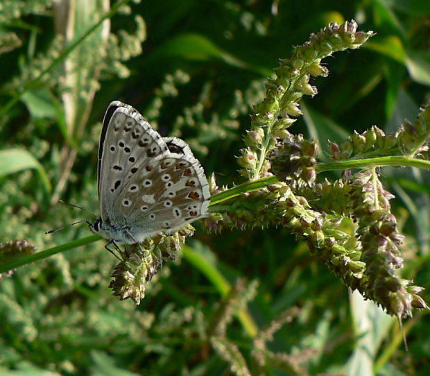 modráčik vikový Polyommatus coridon Poda, 1761