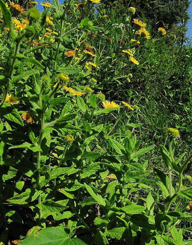 blšník červienkový Pulicaria dysenterica (L.) Bernh.