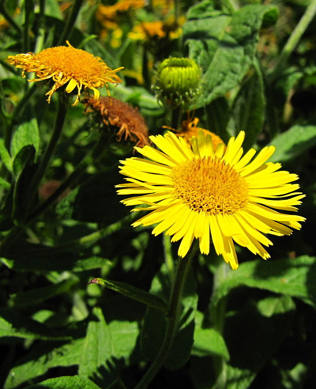 blšník červienkový Pulicaria dysenterica (L.) Bernh.