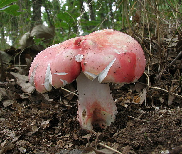 plávka úhľadná Russula rosea Pers.