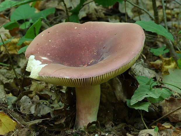 plávka Russula sp.