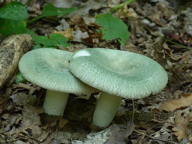 plávka zelenkastá Russula virescens (Schaeff.) Fr.