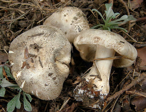 čírovka Tricholoma filamentosum (Alessio) Alessio