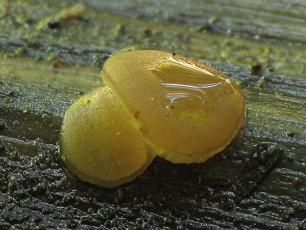 hrubatka Babingtonova Adelphella babingtonii (Berk. & Broome) Pfister, Matočec & I. Kušan