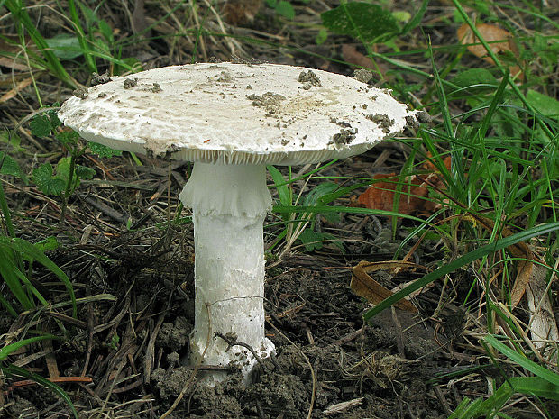 muchotrávka šiškovitá Amanita strobiliformis Gonn. & Rabenh.