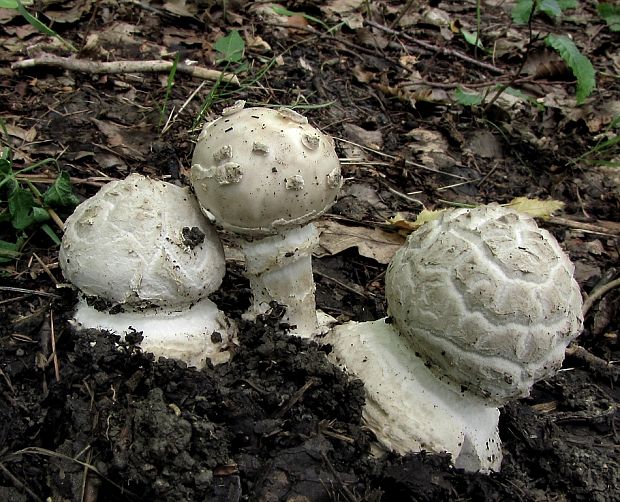 muchotrávka šiškovitá Amanita strobiliformis Gonn. & Rabenh.