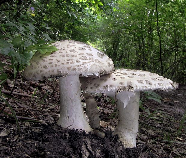 muchotrávka šiškovitá Amanita strobiliformis Gonn. & Rabenh.