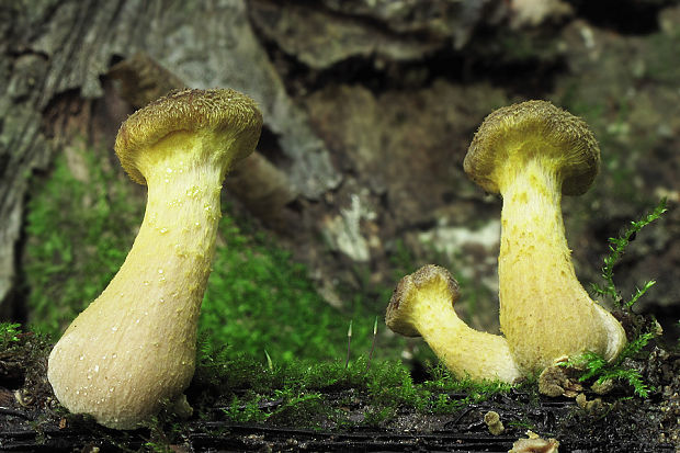 podpňovka žltá Armillaria gallica Marxm. & Romagn.