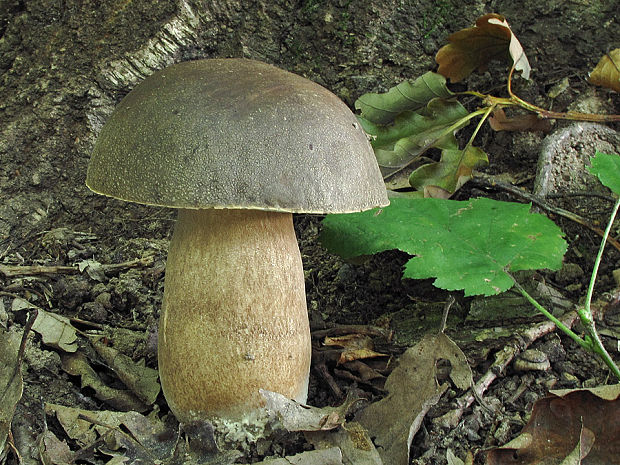 hríb bronzový Boletus aereus Bull. ex Fr.