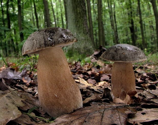 hríb bronzový Boletus aereus Bull. ex Fr.