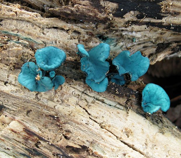 zelenica Chlorociboria sp.