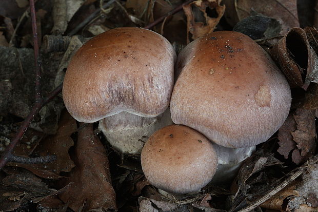 pavučinovec Cortinarius sp.