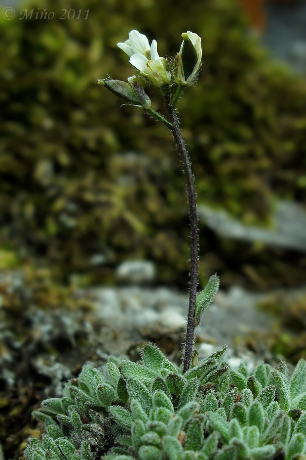 chudôbka pochybná Draba dubia Suter