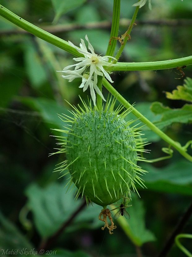 ježatec laločnatý Echinocystis lobata (F. Michx.) Torr. et A. Gray