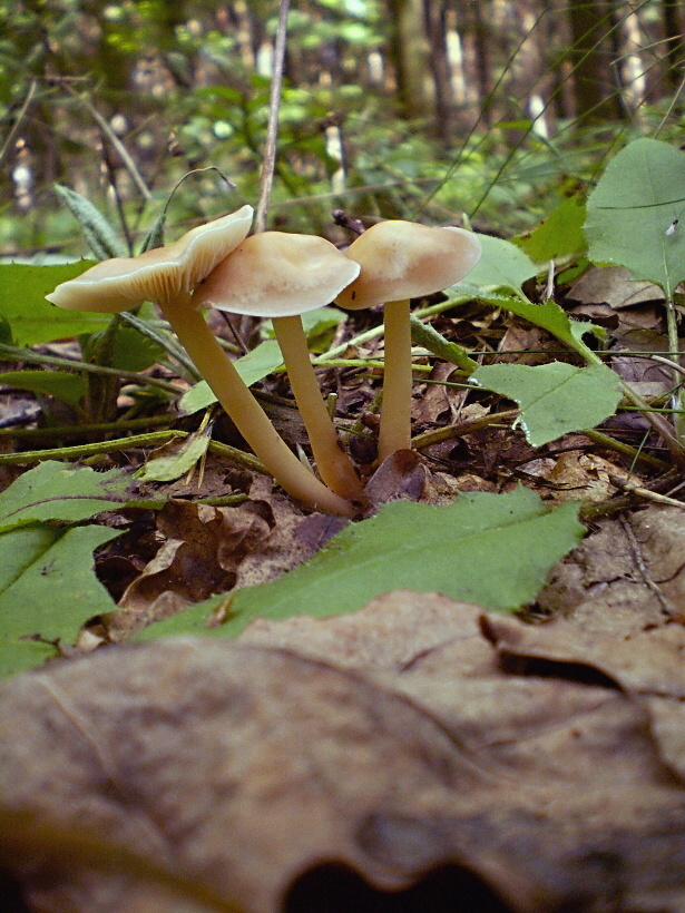 peniazovka dubová Gymnopus dryophilus (Bull.) Murrill