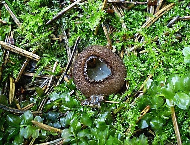 humária polguľovitá Humaria hemisphaerica (F.H. Wigg.) Fuckel