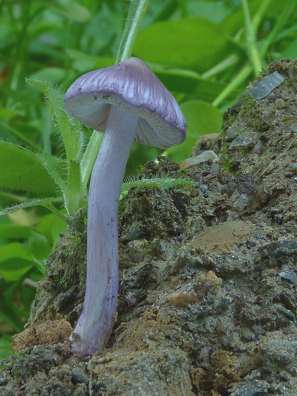 vláknica hlinovolupeňová Inocybe geophylla (Bull.) P. Kumm.