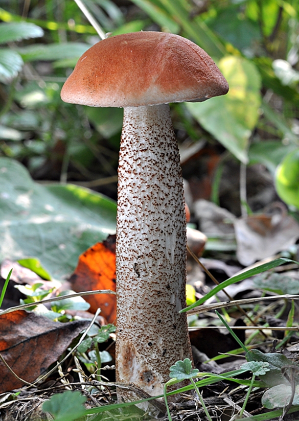 kozák dubový Leccinum aurantiacum (Bull.) Gray