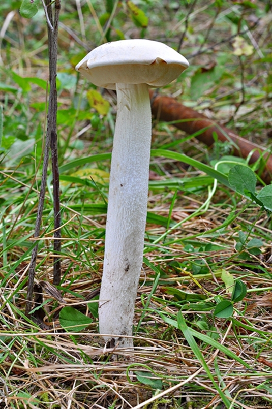 kozák biely Leccinum holopus (Rostk.) Watling