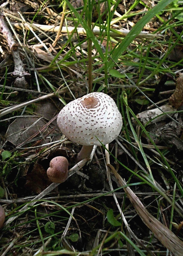 bedlička páchnúca Lepiota cristata Barla